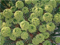 b09d83a1-EUPHORBIA CAPUT MEDUSAE.jpg